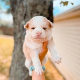 Sourdough - Merle male Pomsky puppy in Cleveland, Ohio from Lake Point Pomskies