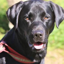 Waylon - Labrador Retriever