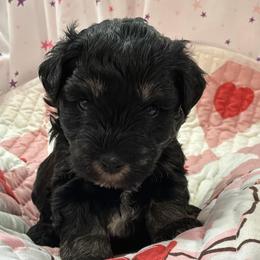 Girl-Purple Collar - Salt and pepper female Miniature Schnauzer puppy in Stevenson, Alabama from Rivers Edge Schnauzers by Joyce Clark