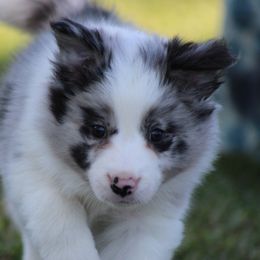 Male 5 - Blue merle male Border Collie puppy in Tylertown, Mississippi from Cool Meadow Farms