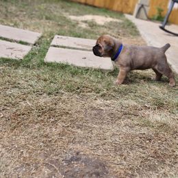Cane Corso Puppies from Rosalez Kennel