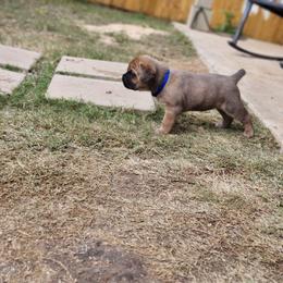 Cane Corso Puppies from Rosalez Kennel