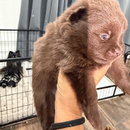 Cinnamon - Chocolate female Pomeranian puppy in Moody, Texas from Luxury Pets of Central Texas