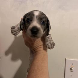 Girl 1 - Dapple female Dachshund puppy in Columbiana, Alabama from Tonya's Dachshunds