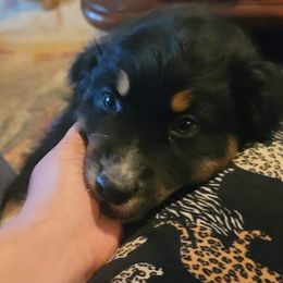 Australian Shepherd Puppies from Willow Tree Australian Shepherds