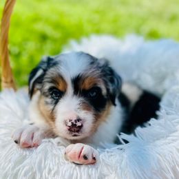 River - Blue merle Australian Shepherd puppy in Vista, California from Cummings Family Aussies