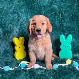 Churro (Green Collar Boy) - Dark golden male Golden Retriever puppy in Peoria, Arizona from Dani’s Dawgs