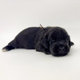 Sting (AKC solid black) - Black male Dachshund puppy in Waddell, Arizona from Neu Doxies