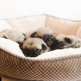 Pugs from Premium Pugs