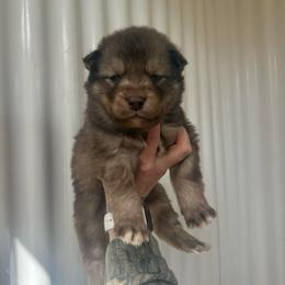 Orange - Red and white male Siberian Husky puppy in Jonesborough, Tennessee from Dry Creek Siberians