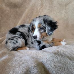 Yuri - Blue merle male Miniature Australian Shepherd puppy in Copperas Cove, Texas from Hidden Leaf Aussies
