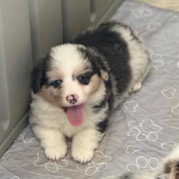 Iggy - Fluffy Bluie Merle - Blue merle and white male American Corgi puppy in Anderson, California from Flying K Corgis