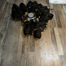 Miniature Schnauzer Puppies from Southern Charm Miniature Schnauzers