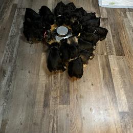 Miniature Schnauzer Puppies from Southern Charm Miniature Schnauzers