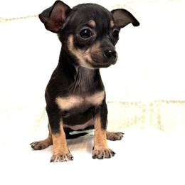 Boy 3 - male Chihuahua puppy in Bell, Florida from BellCrist Aussies