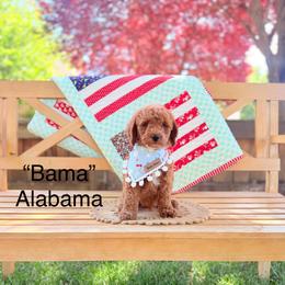 Alabama - Red  male Goldendoodle puppy in Springville, Utah from JW Doodles