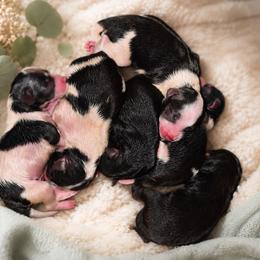 Zoro - Parti male Miniature Schnauzer puppy in Bloomington, California from Michael's Minis