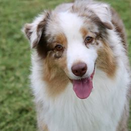 Miniature American Shepherds from Paris Miniature Americans