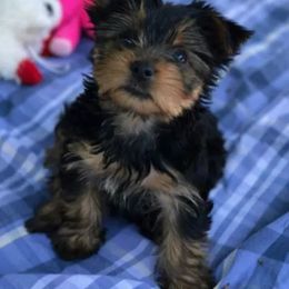Yorkshire Terrier Puppies from Fullers Furry Friends
