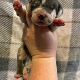 Blue collar - Harlequin male Great Dane puppy in Tyler, Texas from Blessed By Danes