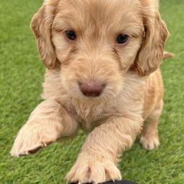 Double Doodle and Goldendoodle Puppies from My Favorite Doodle