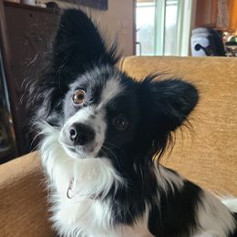 Abby - Papillon