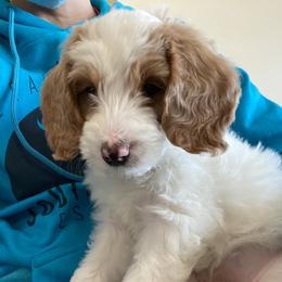 Cali - Goldendoodle