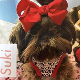 Shih Tzu All Grown Up from Southern Breeze Shihtzus