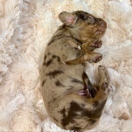 Paisley - Dapple female Dachshund puppy in Carson, Virginia from Daisy Dachshunds