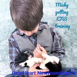 Micky - White and black male Newfoundland puppy in Cortez, Colorado from Bear Heart Newfoundlands, LLC