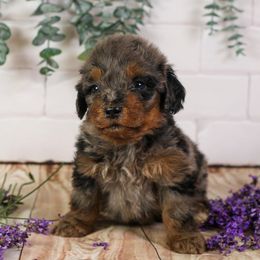 Basil - Sweet Phantom Merle Bernedoodle Male - Blue merle male Bernedoodle puppy in Eureka, Illinois from Joley Aire Family Dogs