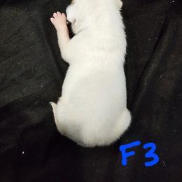 G3 - White and brindle female American Bulldog puppy in Yellville, Arkansas from Offerman Family Bulldogs