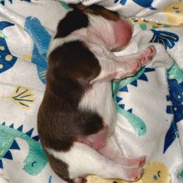Boy 1 - Yorkshire Terrier puppy from Sandra's Yorkies