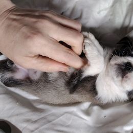 Robin - White Pug puppy in Clarksville, Tennessee from Button Maker Farms