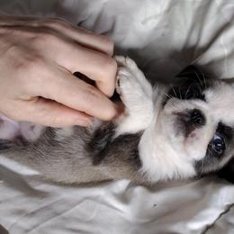 Robin - White Pug puppy in Clarksville, Tennessee from Button Maker Farms