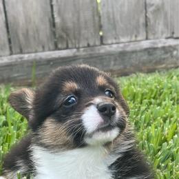 BB Girl 1 - Black and tan female Pembroke Welsh Corgi puppy in Dickinson, Texas from Gulf Coast Corgis