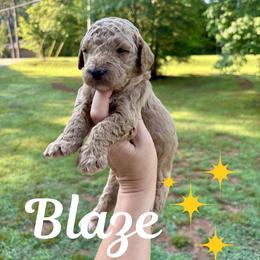 Blaze - Apricot male Goldendoodle puppy in Gastonia, North Carolina from Crowders Creek Doodles