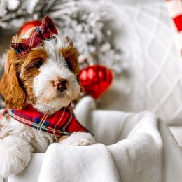 Roxy - Red Bernedoodle puppy in Springville, Utah from Happy Doodle
