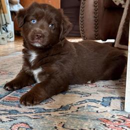 Loki - Red & white male Miniature Australian Shepherd puppy in Marion, Michigan from Highland Hills Mini Aussies
