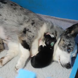 Cardigan Welsh Corgi Puppies from Aramora Cardigan Welsh Corgis