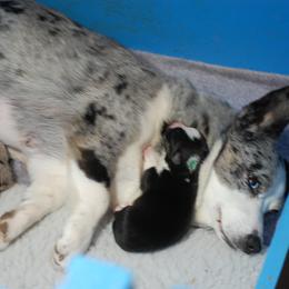 Cardigan Welsh Corgi Puppies from Aramora Cardigan Welsh Corgis