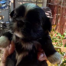 Sasha - Black and white female Shih Tzu puppy in Victorville, California from Precioustzus