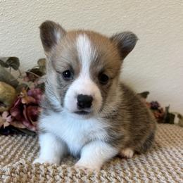 Boy 2 - male Pembroke Welsh Corgi puppy in Hinton, Oklahoma from Green Cloud Ranch
