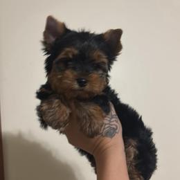 Lady - Black and tan female Yorkshire Terrier puppy in Georgia from Nalley Kennels