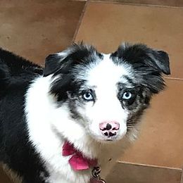 Daisy - Miniature Australian Shepherd