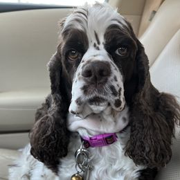 Cocker Spaniels from Blessed with Raine’s Puppies