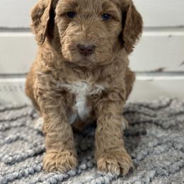 Double Doodle and Goldendoodle Puppies from Red White and Doodle