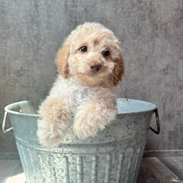 Lily - Red female Cavapoo puppy in Austin, Texas from Doodles of Central Texas