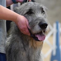 Irish Wolfhounds from Celtic Clover Hounds