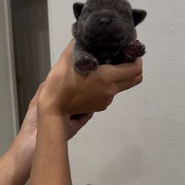 Red Collar - Rudolph - Gray male Cane Corso puppy in Lake Elsinore, California from CRUCIAL CANE CORSOS
